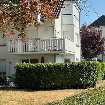 Friedenstrasse 5 Rotbuche *