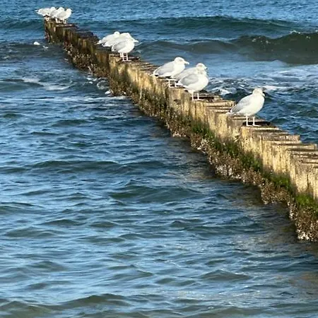 Friedenstrasse 5 Rotbuche